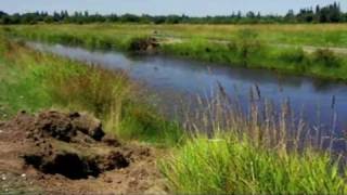 Following the Invasive Nutria in the Northwest [upl. by Way]