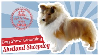 Dog Show Grooming How to Groom a Shetland Sheepdog [upl. by Litton347]