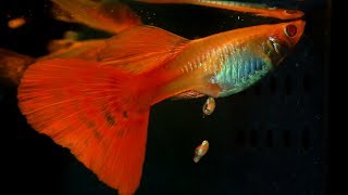 When A Guppy Fish Having Babies [upl. by Bobina]