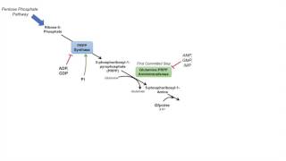 Purine Synthesis and Salvage Pathway [upl. by Eigla]