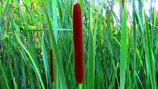 Wild Food Foraging Cattail Veggie Pasta [upl. by Eitra737]