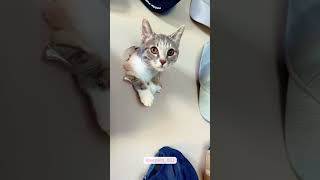 Funny catscats cutecats foryou funnytiktok funnyvideos usa funnyanimals fypシ [upl. by Eiggam96]