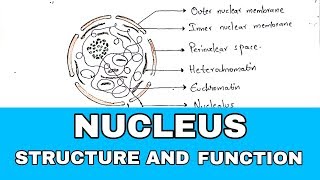 Nucleus structure and function  Structure and function  NEET  Bio science [upl. by Riem635]