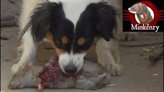 Mink and Dog Cleanup Backyard Rats Part 2 [upl. by Norak]