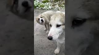 Uummannaq Sled Dogs  Greenland  Lindblad Expeditions [upl. by Rednave]