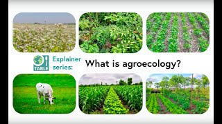 What is agroecology TABLE explainer video series [upl. by Fem614]