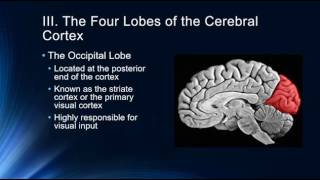 Introduction to the Cerebral Cortex [upl. by Urbana]