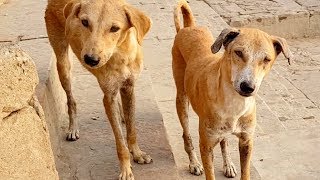 Street Dogs in India with Jason Shute from Shute Balanced Dog Training [upl. by Seravart]