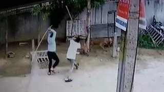 Duo booked for killing and maiming dogs in Ghaziabad [upl. by Nnaylloh]