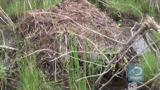 Nutria Hunted to Save Wetlands [upl. by Sig]