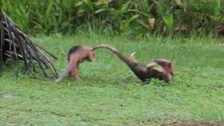 Anteaters Fight in the Wildwmv [upl. by Paradies]