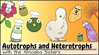 Autotrophs and Heterotrophs [upl. by Cowen460]