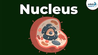 Nucleus  Cell  Infinity Learn [upl. by Cooperstein]