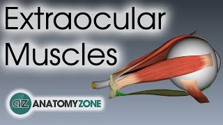 Extraocular Muscles  Eye Anatomy [upl. by Enileme]