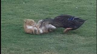 Duck attacking cat [upl. by Radley]