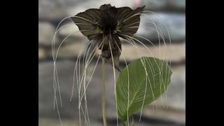 Growing the Black Bat Flower Tacca chantrieri [upl. by Saundra]