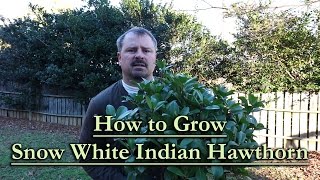 How to grow Snow White Indian Hawthorn White Flowering Evergreen Shrub [upl. by Amandi471]