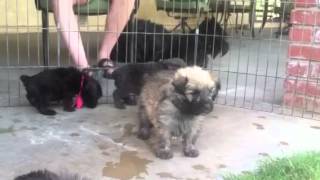 Cute Bouvier des Flandres puppies 4 12 weeks old experience grass for the first time [upl. by Maryellen275]