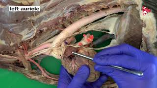 Anatomy of the Thorax  Circulatory System  of the Dog  part 1 [upl. by Strong]