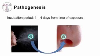 Influenza Pathogenesis and Clinical Manifestations [upl. by Ainat]