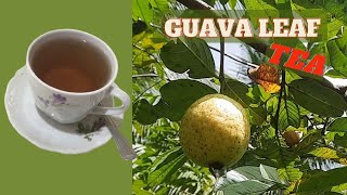 Guava Leaf BENEFITS  How to Make GUAVA LEAF TEA  SIDE EFFECTS of Guava Leaves  Earths Medicine [upl. by Vacla]