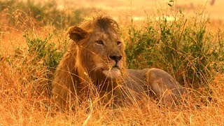 How To Film Wild Animals In The Rain  Serengeti Behind The Scenes  BBC Earth Explore [upl. by Grand291]