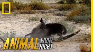 Hyena v Hyena Battle For Territory  Animal Fight Night [upl. by Amliv685]