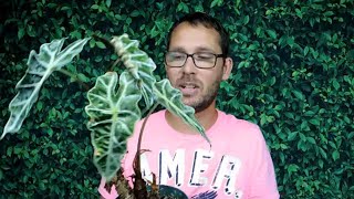 How to Rejuvinate an Alocasia Polly Dividing and taking Cuttings [upl. by Elocon134]