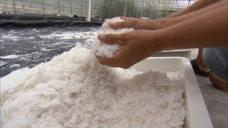 How Salt is Made  Localish [upl. by Persian]