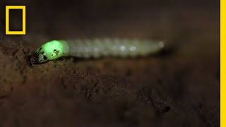 Watch Glowing Bug Attracts and Devours Prey  National Geographic [upl. by Leveridge391]