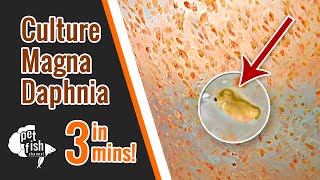 How to culture DAPHNIA MAGNA  The easy way [upl. by Elocn]