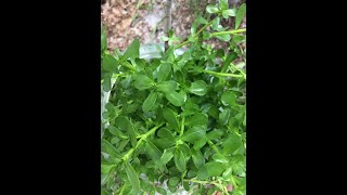 EatTheWeeds Episode 149 Bacopa monnieri aka Water Hyssop [upl. by Drofnats]