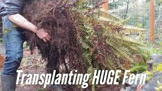 Transplanting Native Sword Fern [upl. by Teufert]