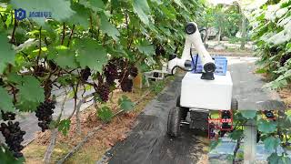 Collaborative robotic arm picking grapes  Start the Smart Orchard [upl. by Fahy]