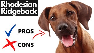 Rhodesian Ridgeback Pros And Cons  Should You REALLY Get A RHODESIAN RIDGEBACK [upl. by Grube]