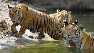 The hunt for a quotmaneatingquot tiger in India [upl. by Sterling367]