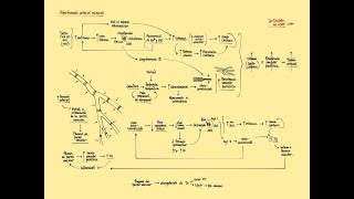 Hipertensión arterial escencial Fisiopatología [upl. by Wheelwright359]