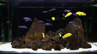 Pseudotropheus demasoni and Labidochromis caeruleus  African Cichlids  Malawi  Breeding Aquarium [upl. by Evin]