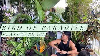 All about Bird Of Paradise Plant Care [upl. by Clift65]