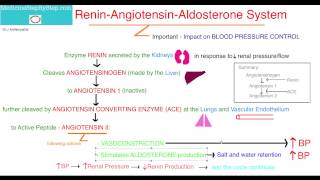 Renin Angiotensin Aldosterone System [upl. by Uyekawa]