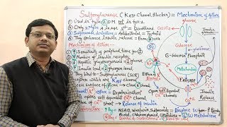 Diabetes Mellitus Part10 Mechanism of Action of Sulfonylurease  Antidiabetic Drugs  Diabetes [upl. by Nolham]