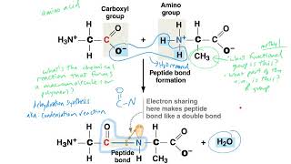 Amino acids Backbone Peptide Bond Formation [upl. by Neersin]