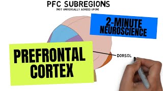 2Minute Neuroscience Prefrontal Cortex [upl. by Roque]