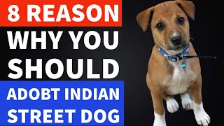 8 Reasons Why You Should Adopt Indian Street Dog  Indian Dogs  TUC [upl. by Yaffit934]