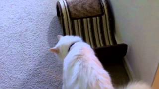 Pet Interviews  Talking Bird Dog Cat [upl. by Spark469]