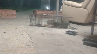 TNR  Trapping a wild feral cat 🐈 Crazy Freak Out  Part 1 [upl. by Kinemod]