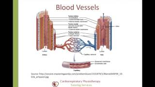 The Cardiovascular System Structure and Function [upl. by Vaenfila]