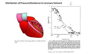 Myocardial Perfusion [upl. by Amadeo]