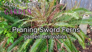 How to Prune SWORD FERN Polystichum munitum [upl. by Ongineb]