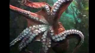 Octopus Facts 14 facts about Octopus [upl. by Fablan]